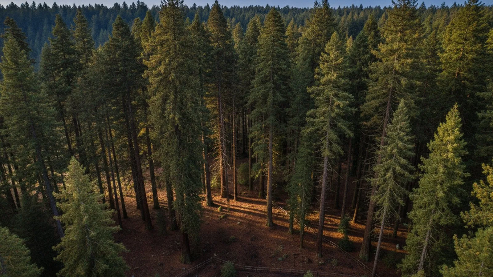 Alte sequoie nel bosco di Vallicciola, sul massiccio del Monte Limbara