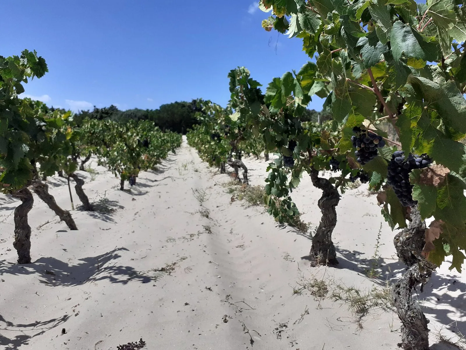 Filari di vigneto in Sardegna sotto il cielo sereno